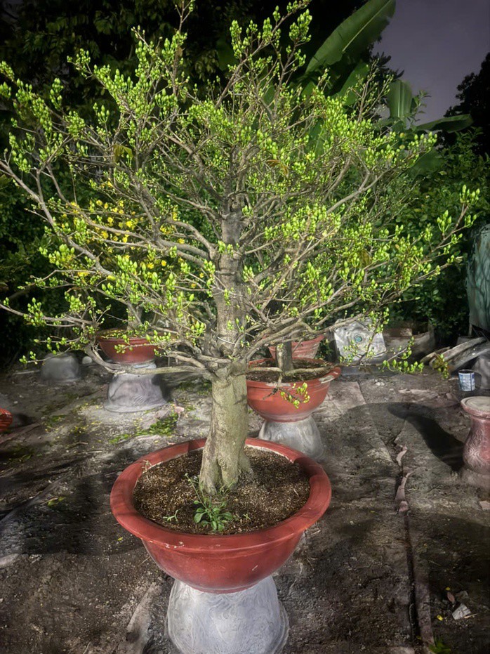 Mai cho thuê phải đạt chất lượng cao, nhiều nụ, nở đúng Tết