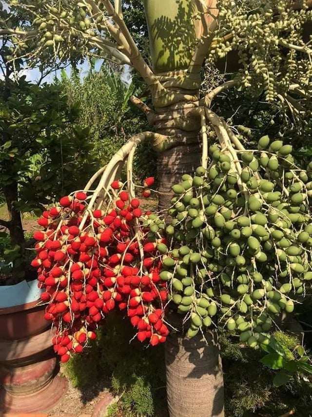 Cây này thường được trồng để làm cảnh.