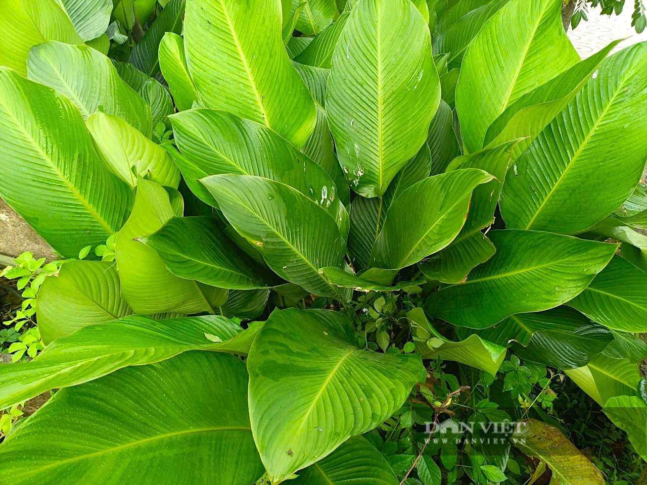 Lá dong ở thôn Vĩnh Phúc, xã Đức Quang, tỉnh Hà Tĩnh nổi tiếng nhờ độ dẻo, bền và khi luộc bánh chưng cho màu&nbsp;xanh đậm, hương thơm đặc trưng. Ảnh: PV