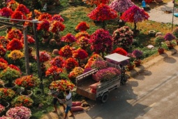 Làng hoa giấy đẹp mê ở Vĩnh Long dịp giáp Tết, khách vượt xa tới check-in