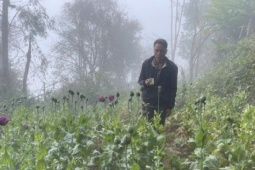 Trồng 346 cây thuốc phiện làm thuốc “chữa bệnh cho lợn, gà”