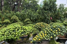 Nhiều hoa kiểng "độc lạ" tại các chợ hoa ở TPHCM