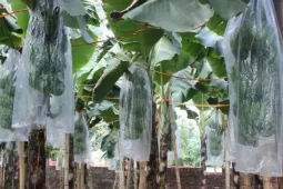 Chuối tiêu vào vụ Tết, buồng đẹp có giá tiền triệu