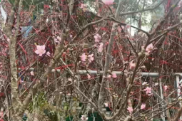 Lái buôn đào rừng thu khoảng 700–800 triệu đồng dịp Tết Nguyên đán 2026