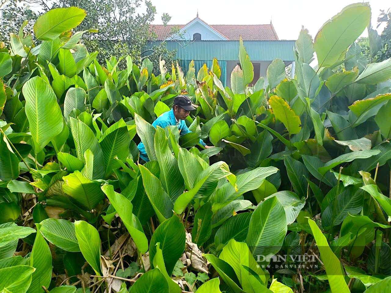 Lá dong ở thôn Vĩnh Phúc, xã Đức Quang, tỉnh Hà Tĩnh nổi tiếng nhờ độ dẻo, bền và khi luộc bánh chưng cho màu&nbsp;xanh đậm, hương thơm đặc trưng. Ảnh: PV