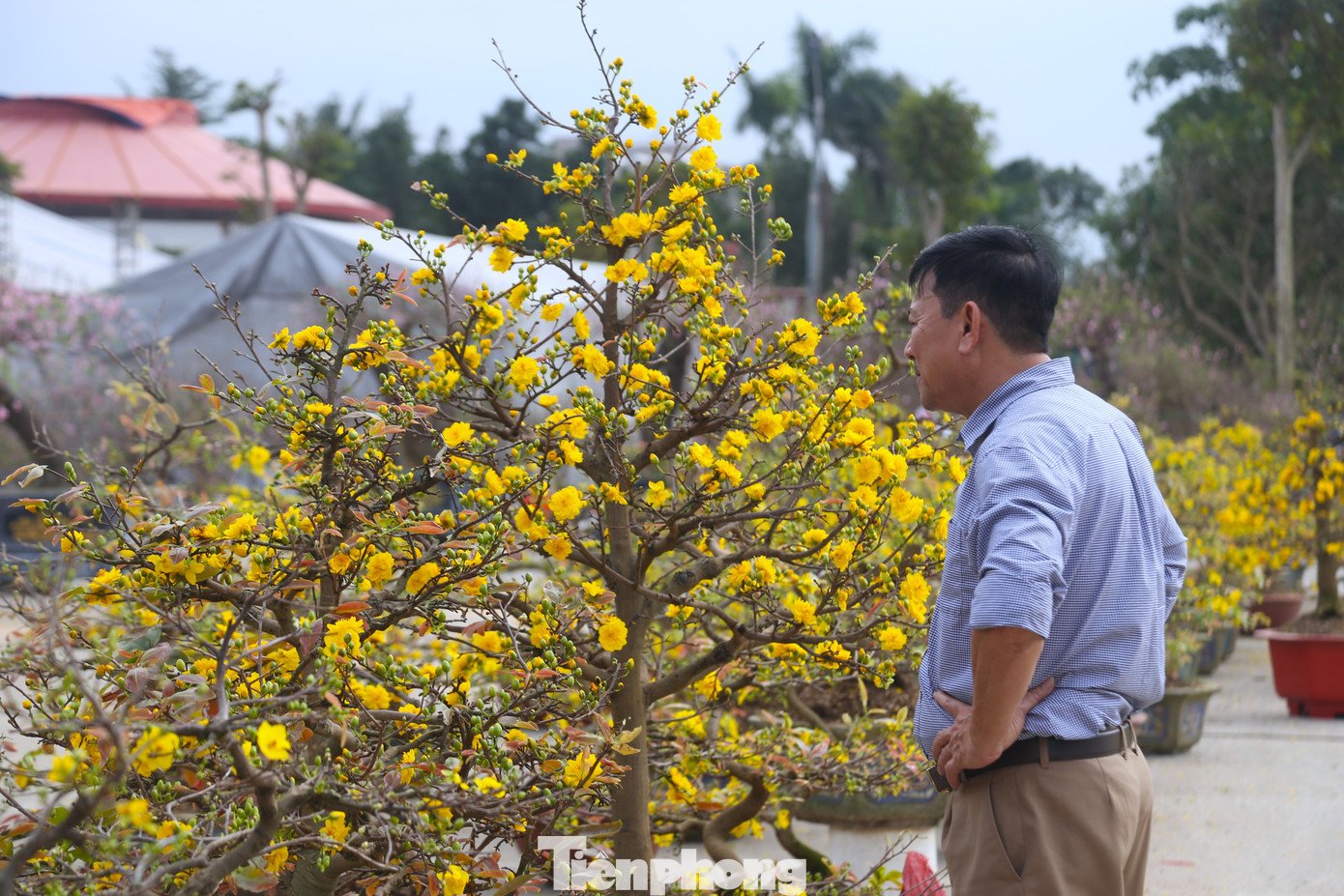 Quất sale đồng giá, đào xả kịch sàn vẫn vắng khách ngày 27 Tết - 7