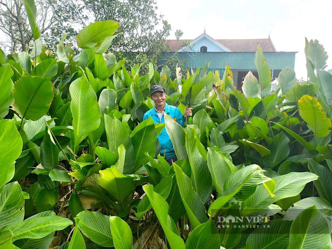 Cây lá dong thường được trồng ở những vùng đất thấp trũng, có cây cao bao quanh để tránh gió làm rách lá, đảm bảo lá to và đẹp. Ảnh: PV