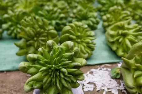 Phật thủ Tết giá đắt đỏ vẫn 'cháy' hàng