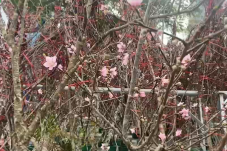 Lái buôn đào rừng thu khoảng 700–800 triệu đồng dịp Tết Nguyên đán 2026