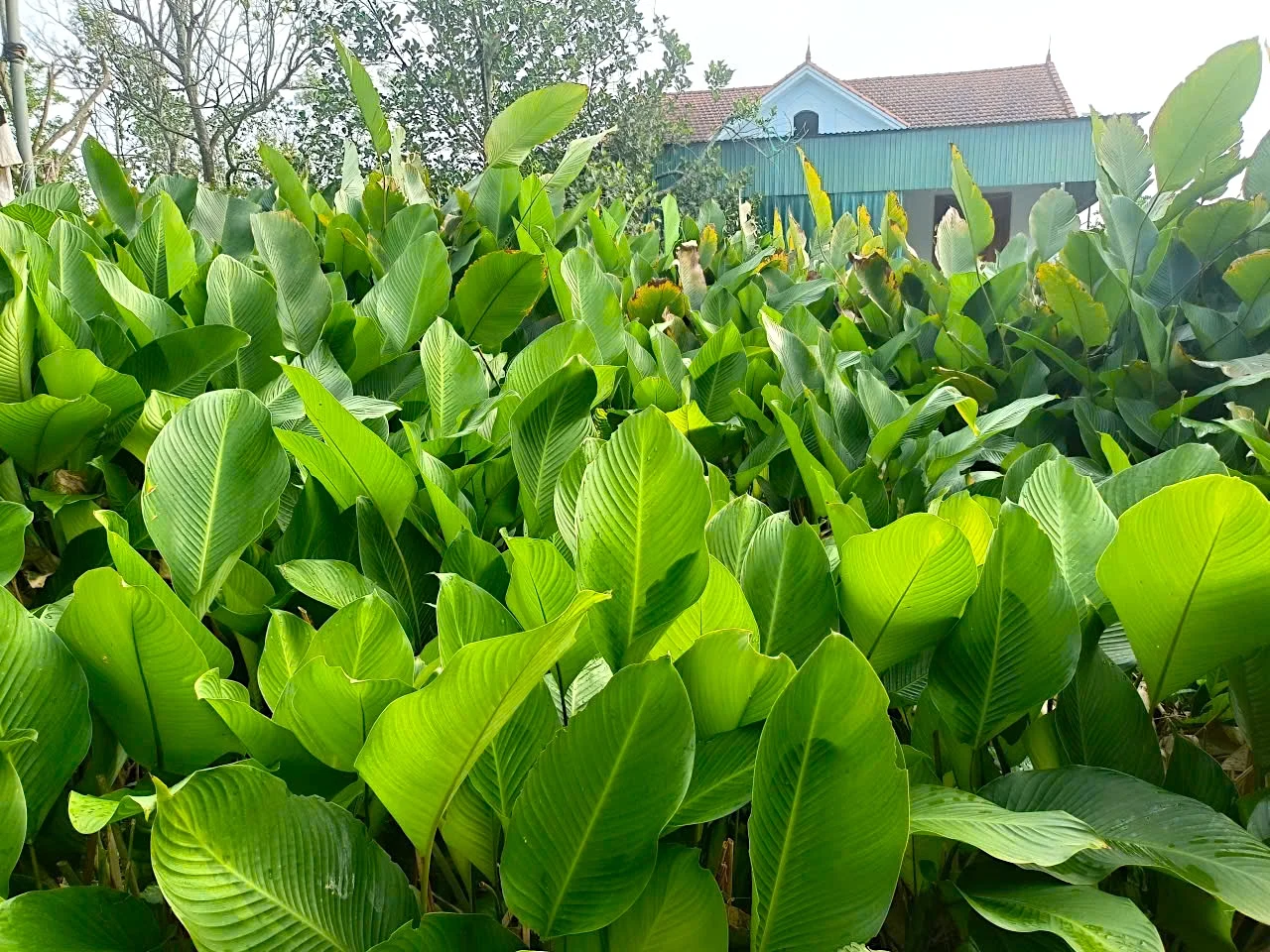 Cây lá dong thường được trồng ở những vùng đất thấp trũng, có cây cao bao quanh để tránh gió làm rách lá, đảm bảo lá to và đẹp. Ảnh: PV