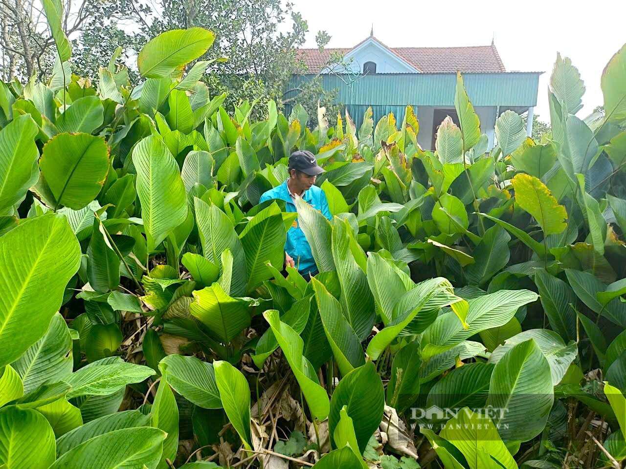 Cây lá dong thường được trồng ở những vùng đất thấp trũng, có cây cao bao quanh để tránh gió làm rách lá, đảm bảo lá to và đẹp. Ảnh: PV