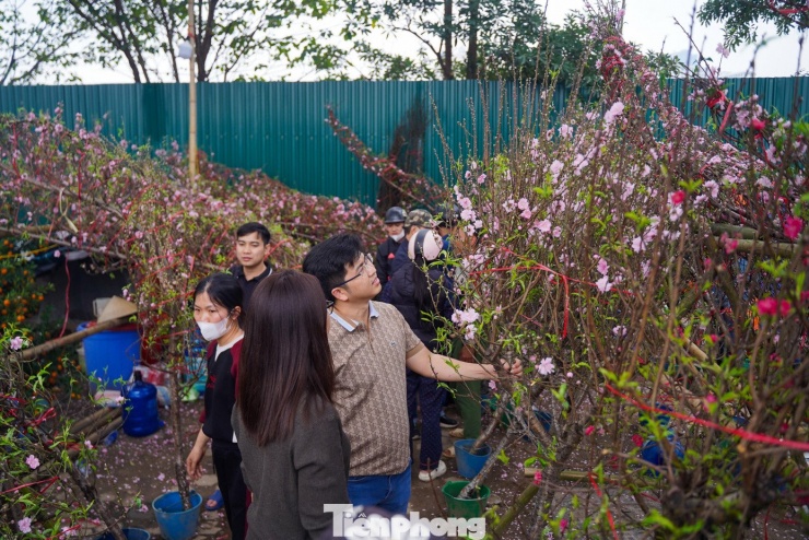 Người Hà Nội đổ xô đi săn đào, quất... đồng giá - 2