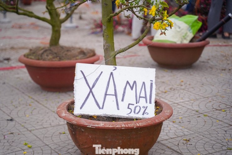 Người Hà Nội đổ xô đi săn đào, quất... đồng giá - 6