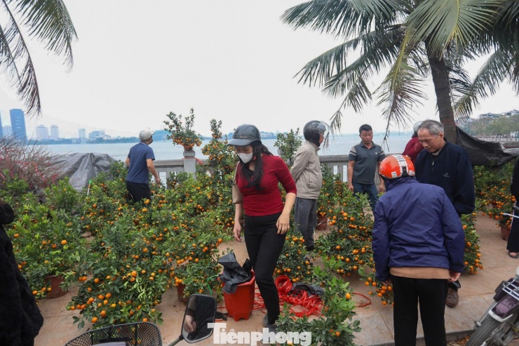 Người Hà Nội đổ xô đi săn đào, quất... đồng giá - 3