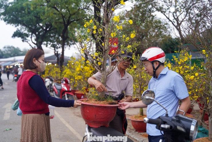 Mai vàng hạ giá sâu, một chậu to giá chỉ từ 400.000 đồng