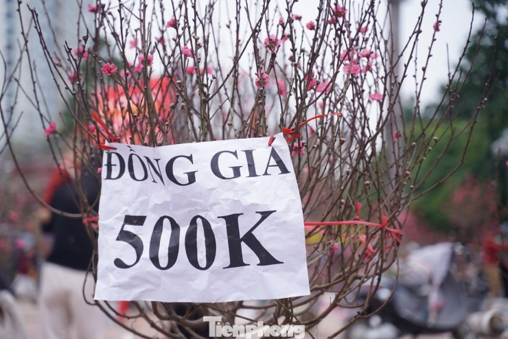 Người Hà Nội đổ xô đi săn đào, quất... đồng giá - 12