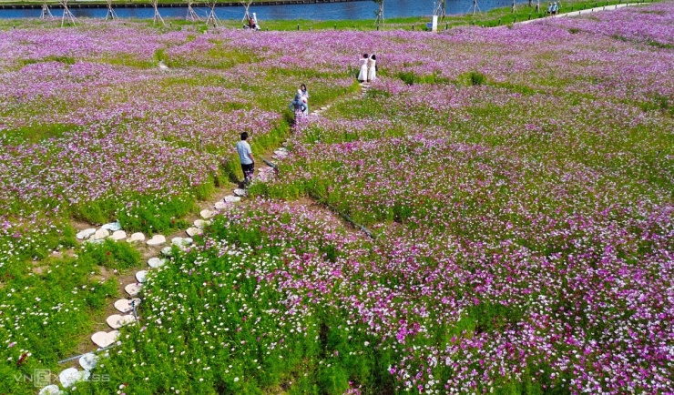 Đảo hoa cánh bướm lớn nhất Cà Mau tấp nập khách du xuân - 3