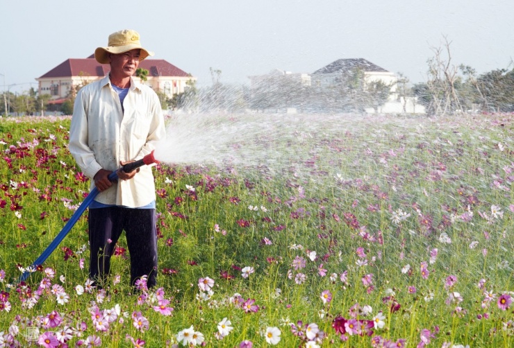 Đảo hoa cánh bướm lớn nhất Cà Mau tấp nập khách du xuân - 7