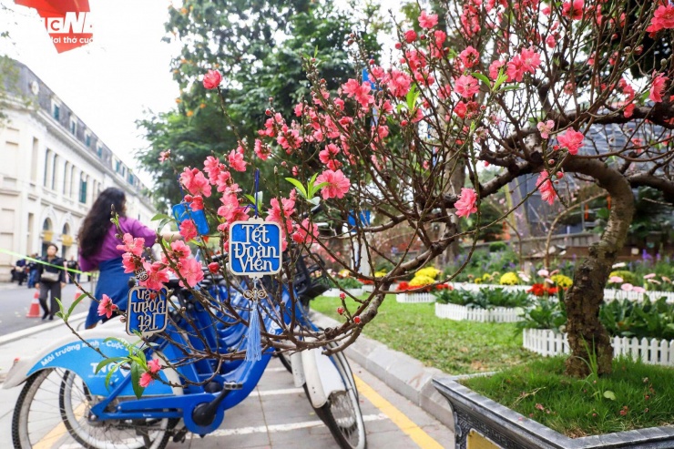 Tại khu vực vườn hoa cạnh Tháp Bút, đào được trồng thành từng dải kéo dài theo lối đi ven hồ.