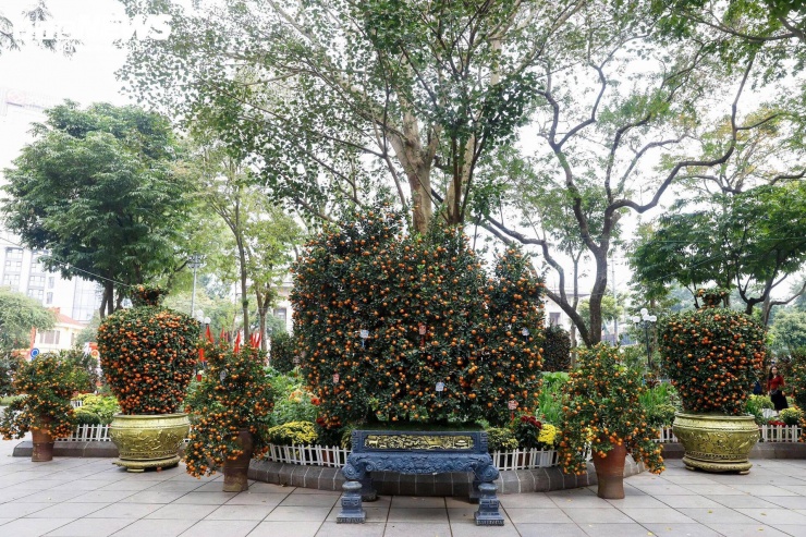 Xen kẽ dọc lối đi là các chậu quất được đặt đều, góp phần tăng thêm không khí Tết.