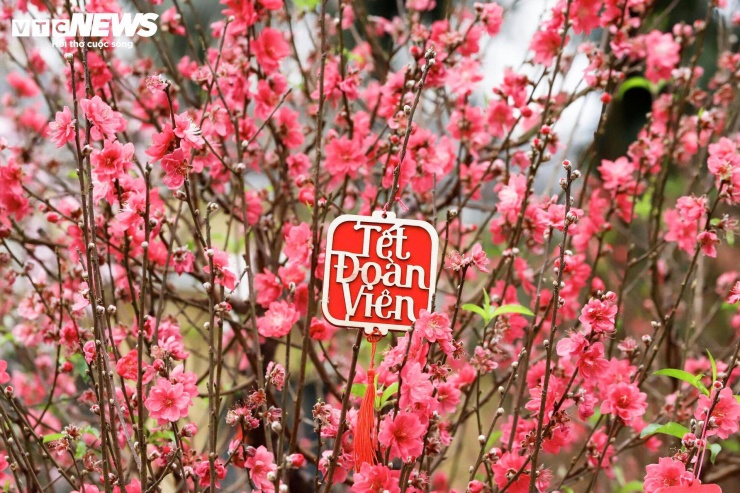 Điểm check-in hoa đào 'hot' nhất Hà Nội những ngày cận Tết - 15