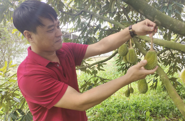 Anh Đức cũng có nguồn thu lớn từ sầu riêng. Ảnh: MH/NTNN