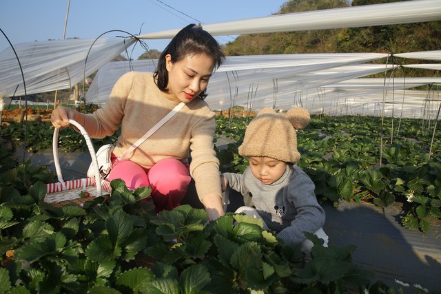 Du khách trải nghiệm hái dâu tây tại phường Mộc Sơn. Ảnh: H.T.