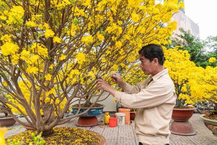 Dù sở hữu những gốc mai chất lượng, anh Ngô Hoàng Sơn cho biết thị trường năm nay có phần trầm lắng hơn so với mọi năm.