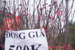 Người Hà Nội đổ xô đi săn đào, quất... đồng giá
