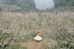 Mộc Châu khoác áo xuân: Trắng đồi mận, xanh đồi chè