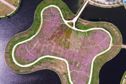 Đảo hoa cánh bướm lớn nhất Cà Mau tấp nập khách du xuân