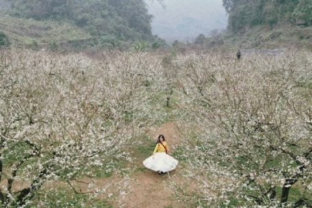 Mộc Châu khoác áo xuân: Trắng đồi mận, xanh đồi chè