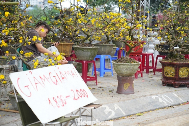 Một gian hàng bán mai vàng treo biển giảm giá tại chợ hoa Xuân trên phố Tân Mai.