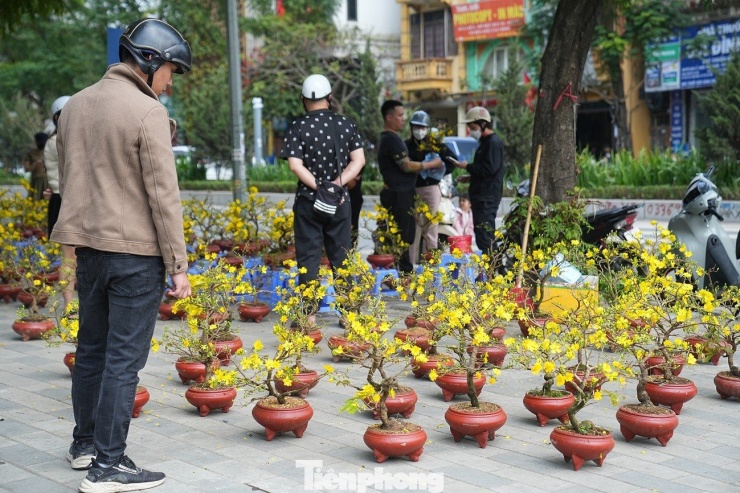 Những chậu mai vàng nhỏ bán với giá 500.000 - 700.000 đồng/cây, khách vẫn lưỡng lự khi lựa chọn.