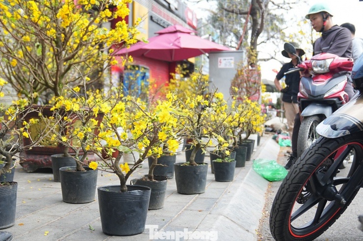 Tiểu thương chia sẻ, chi phí để mang một cây mai ra Hà Nội cũng không rẻ, tuy nhiên rất khó tiêu thụ ở Thủ đô.