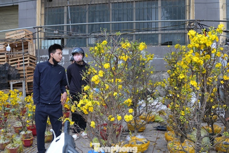 Lác đác người mua tại các quầy mai vàng.