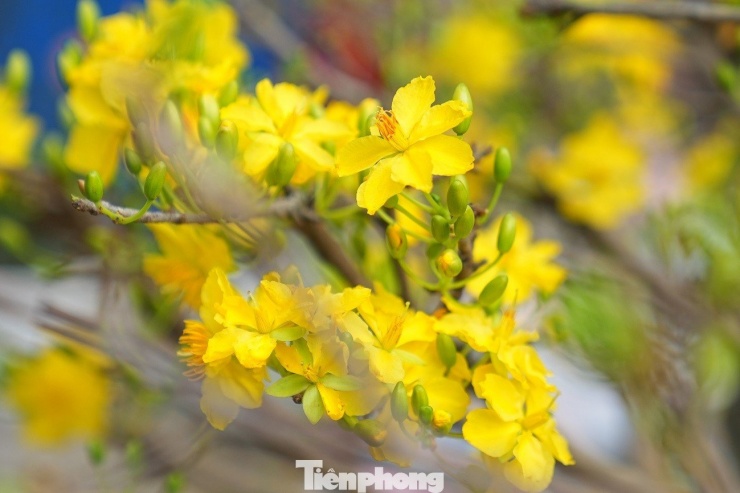 Mai vàng là tên gọi của một loài thực vật có hoa thuộc chi Mai. Loài hoa này được trưng bày phổ biến ở miền Nam Việt Nam vào dịp Tết Nguyên Đán. Màu vàng của hoa mai từ lâu được xem là màu tượng trưng cho sự giàu sang, phú quý. Theo quan niệm của người xưa, nhà nào có hoa mai nở càng nhiều cánh thì nhà đó càng may mắn và sung túc trong năm mới.