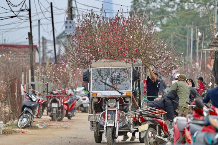 Thiếu nữ xúng xính áo dài, check-in vườn đào Nhật Tân - 1