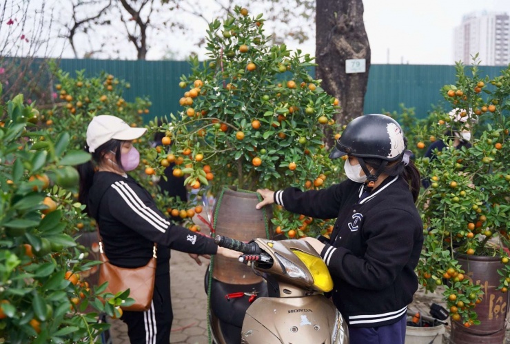 Ngoài đào, quất cảnh, quất mini, quất bonsai cũng là lựa chọn hàng đầu của nhiều người. Người dân chọn chơi quất bởi những chùm quả vàng óng, sai trĩu quả tượng trưng cho một năm mới đủ đầy, ấm no.
