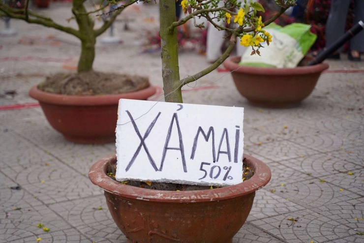 Tuy nhiên, khác với mọi năm, năm nay, cây cảnh hoa mai tiêu thụ chậm hơn so với các loại cây cảnh khác. Tại các chợ hoa lớn không khó để bắt gặp những hình ảnh giảm giá 50%.