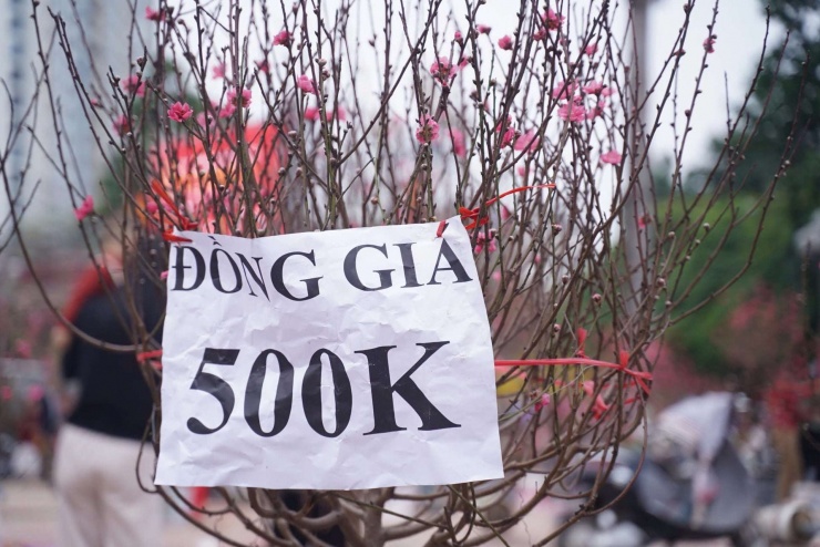 Không chỉ quất, mai... đào cũng "đồng giá 500k" kể thu hút người đến mua hàng.