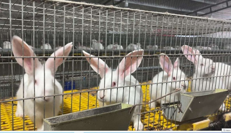 Chi phí chăn nuôi thỏ thấp mở ra hướng phát triển chăn nuôi mới ở Lạng Sơn. Ảnh: Hoàng Tính