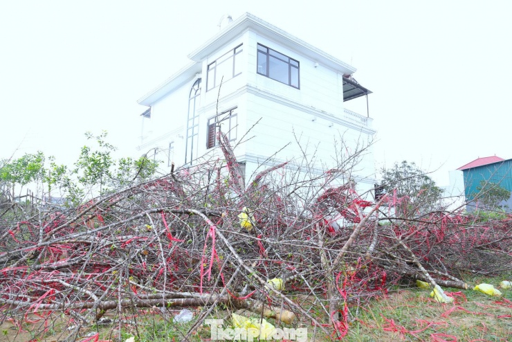 Ghi nhận ngày 16/2 (tức 29 tháng Chạp), dọc đoạn giao giữa đường 72 m và đường Ngô Gia Tự (phường Vinh Hưng, tỉnh Nghệ An) hàng trăm cành đào bị chặt bỏ﻿, nằm ngổn ngang.