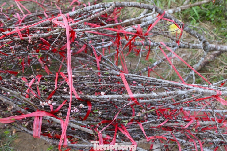 Những bông hoa đã héo úa, rụng lả tả.