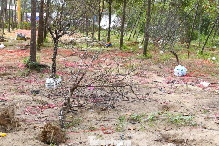 Tại Đại lộ Lê Nin (phường Vinh Phú, tỉnh Nghệ An), nhiều cành đào cũng bị vứt bỏ ngay tại điểm bán.