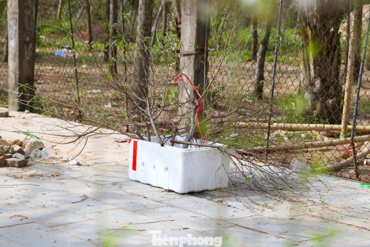 Những cành đào bị chặt bỏ, vứt trong thùng xốp.