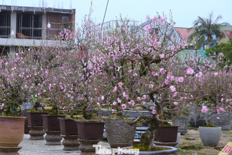 Theo các tiểu thương, nguyên nhân chính là do thời tiết “ép” đào nở sớm, trong khi sức mua giảm. Thói quen chơi đào cũng có phần thay đổi, nhiều gia đình chuyển sang thuê đào hoặc chọn các loại cây cảnh khác có thể sử dụng lâu dài. Bên cạnh đó, kinh tế khó khăn khiến người dân thắt chặt chi tiêu, ưu tiên các khoản thiết yếu.