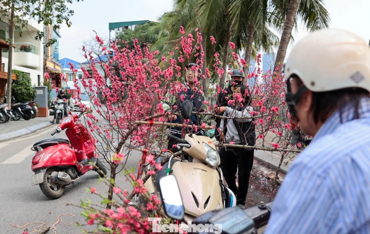 Đào dáng huyền, kích thước nhỏ gọn được ưa chuộng nhờ phù hợp căn hộ chung cư. Các cành nhỏ hơn có giá vài trăm nghìn đồng, tùy độ nở và thế cây.