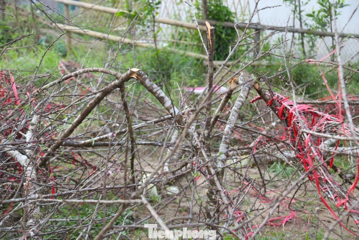 Xót xa hàng trăm cành đào bị chặt bỏ, chất đống bên đường