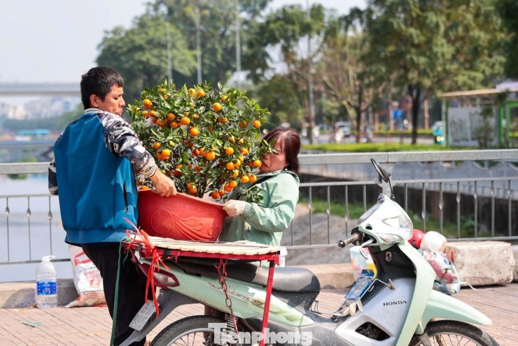 Đào, quất giảm giá sập sàn ngày 29 Tết